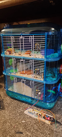 Diesel's new 3-layer cage