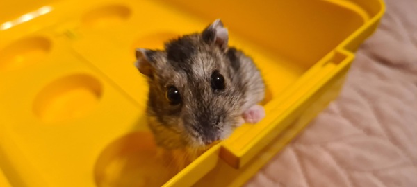 Rest in peace little Diesel, he was 83 years old (died 17th November, 2025)